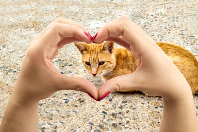 It goes without saying that you love your cat - but how can you tell that it likes you back?