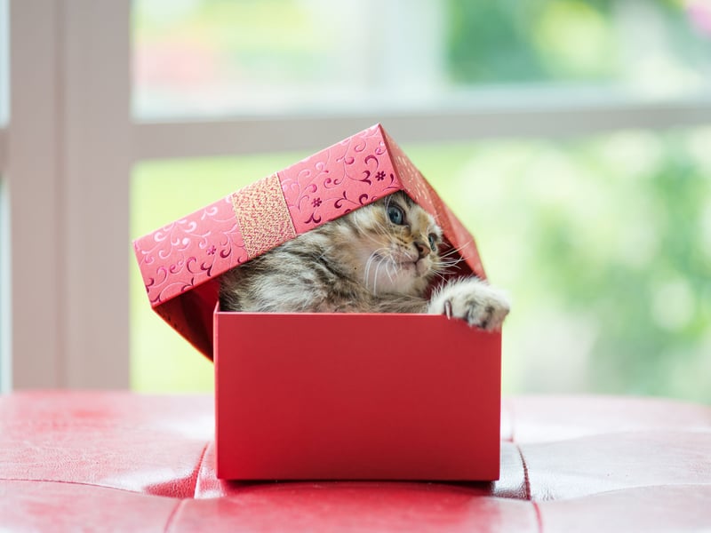 Cats are instinctively hunters; even those that live indoors will hunt their toys to satisfy these natural urges. As solitary survivalists, cats typically don’t share their catch with others (except for nursing queens). So, when your cat offers you their prey, it’s a clear sign of affection, as a quarter (24%) of cat owners have found out. They’re not only showing love but also, in a way, implying that they think you might be a bit helpless and need their help.