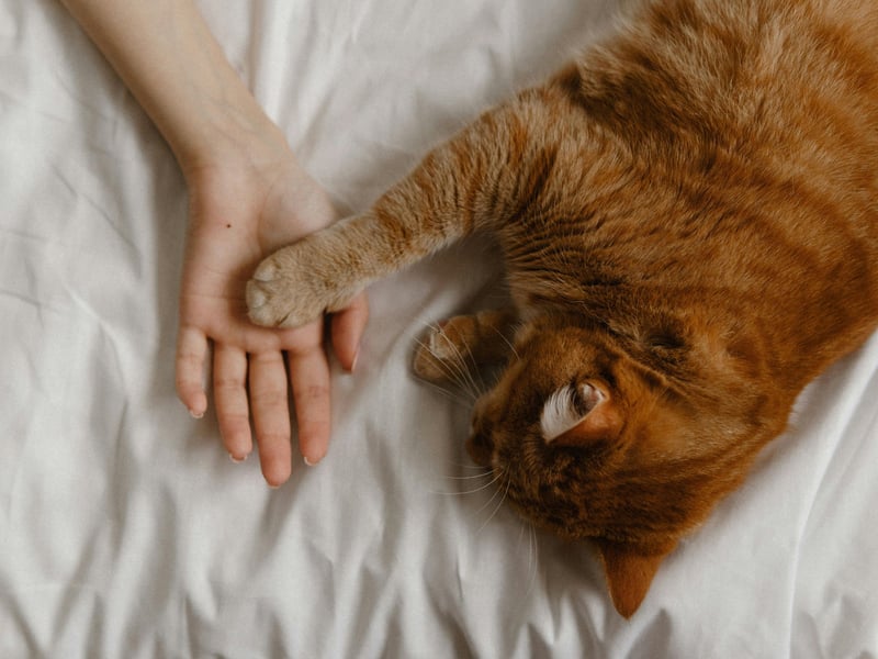 Sleeping is a cat's most vulnerable state. In the wild, they only sleep in places where they feel hidden and safe. So when a cat chooses to sleep near you—or even on you—it's their way of saying, "You make me feel secure." Any cat owner can agree that there's nothing more comforting than having a cat sleep peacefully on your lap.