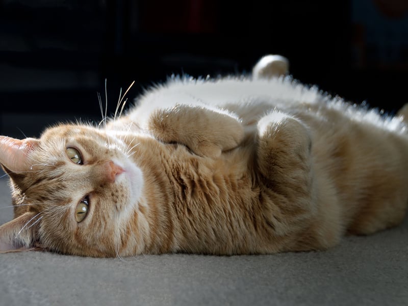 Cats are both predators and prey, so when a cat rolls onto their back to expose their belly, they’re putting themselves in a vulnerable position. This gesture is a sign of trust—they’re letting you know they feel safe and comfortable with you. This is a very common sign as Tesco Insurance’s research found that more than two-fifths (42%) of cat owners say their furry friend shows them their belly. However, while it may be tempting, most cats don't enjoy having their belly rubbed, and they often misinterpret it as threatening. Unless you’re sure your cat is one of the rare ones that enjoys it, avoid stroking their belly, as it could be seen as a betrayal of trust.  