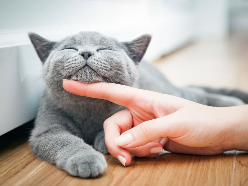 Cats only meow in a friendly manner to humans and kittens, rather than their feline counterparts who rely more on body language and scent to communicate.   A higher pitched ‘thrill’ or ‘chirrup’ is synonymous with a friendly greeting. These noises are also used by mothers communicating with kittens. The purr is another noise that can indicate happiness, but it is important to note that cats will also purr when they are in pain or stressed, as a way to self-soothe.