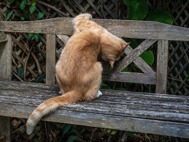 Similar to when they show us their bellies, presenting their bottom is another way cats display vulnerability. Cats that love and trust us will often bring their backside close to our face. Though it’s not the most enjoyable sign of endearment, your cat is essentially saying, “I trust you, let’s be friends.”  