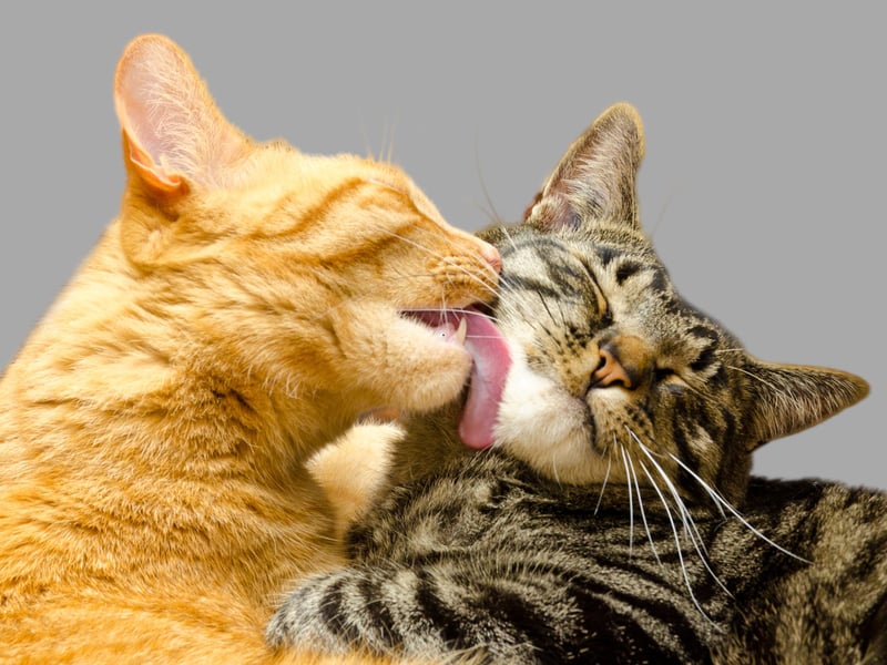 Although their tongues feel a bit peculiar, your cat grooming you is a clear sign that they consider you family. Cats are self-sufficient in terms of grooming, however bonded groups of cats will groom one another, which is known as ‘allogrooming’. This is a way for them to bond, swap scents and unify the group.