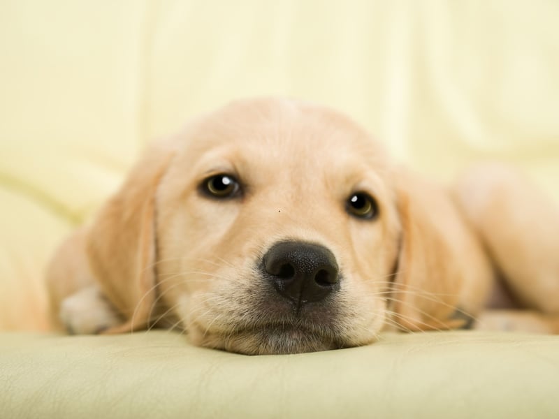 The Labrador Retriever is the most popular dog in the UK - and in the world - and their quick learning and curious nature makes them perfect for guide dogs or hearing dogs. Being naturally greedy, a few treats as a reward for obeying commands will soon get them trained to fo pretty much anything you ask.