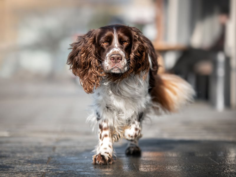 None of the breeds of spaniel are massively difficult to train, but the Springer Spaniel is probably the pick of the bunch. Bred to help hunters by 'springing' prey from vegetation, these pooches are born to learn.