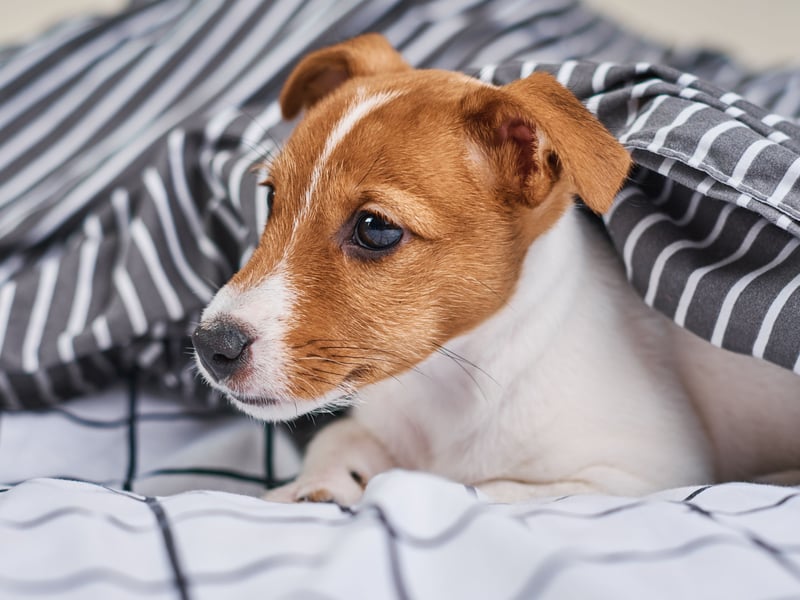 Incredibly energetic and intelligent, Jack Russells are prone to distraction and defiance if not properly exercised and trained in a structured and strict way. Their independent thinking makes them more likely to follow their own rules - which are likely to be VERY different from yours.