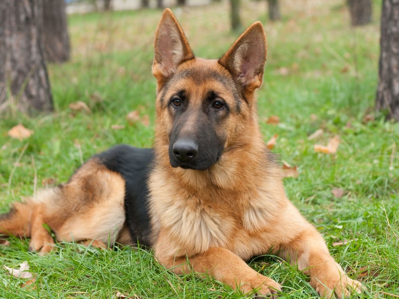 A favourite of the police and army, the German Shepherd is one of the most useful dogs out there and picks up new things quickly. Sitting, staying and walking to heel is easy for these amazing animals who can be used for everything from sniffing out drugs to catching criminals.