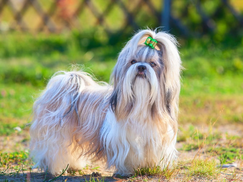 The hugely affectionate Shih Tzus was bred as a companion dog, not for any specific task - a classic lapdog. They’re known for ignoring commands they don’t feel like following (all of them). They requiring lots of repetition and patience if you want them to do anything other than curl on top of you on the couch (which they'll happily do without any training at all).