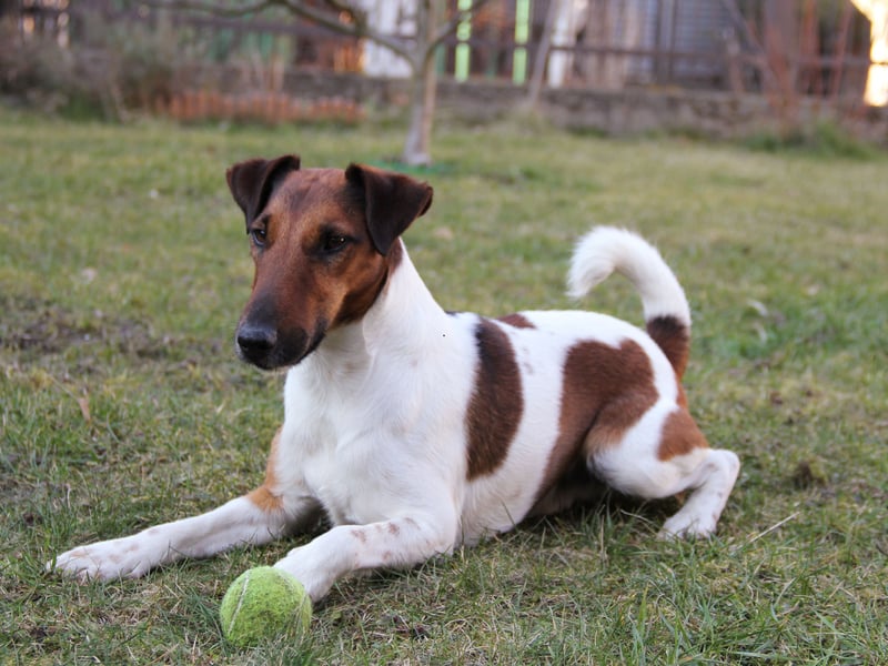 These feisty terriers are alert and independent, often ignoring commands when something more interesting catches their attention. Their energy and tenacity require firm, consistent training methods - otherwise they'll just run rings around their owner (and the park, the garden, the living room...)