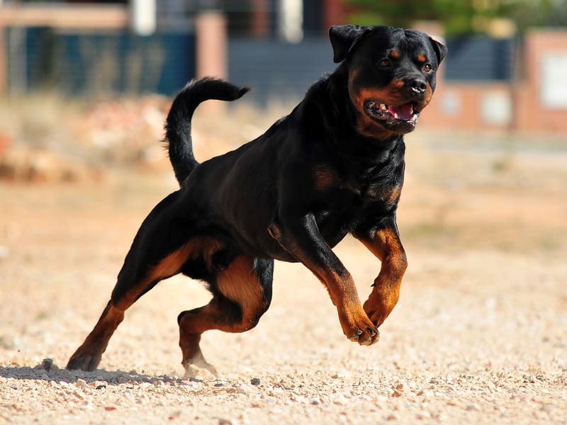 After those 13 very good boys and girls, we're moving on to the pup than can be more demanding to train. Rottweilers are dogs that benefit hugely from professional training, otherwise they can become too protective of their owner and potentially lash out at strangers. They can be incredibly stubborn at first, but a well-trained Rottie will be one of the best-behaved dogs you could ever meet.