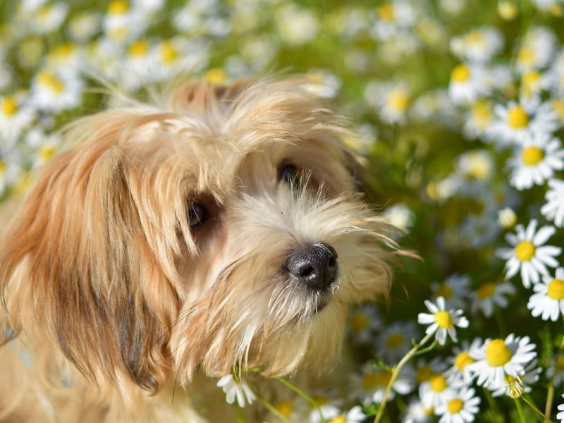 Many smaller dogs can be stubbornly resilient to training - just ask any Dachshund owner - but the tiny Havanese is one of the exceptions to the rule. They are attentive and receptive to positive reinforcement meaning they should be giving you a paw in no time. 