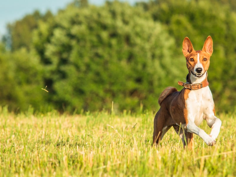 Famously the only breed of dog that doesn't bark (it makes an odd yodelling noise instead), the American Kennel Club advises that crate training is an obsolute must when it comes to this unusual breed. Characterised as "having a stubborn streak a mile wide" they use their notable intelligence to get what they want - even if it isn't what their owner wants.