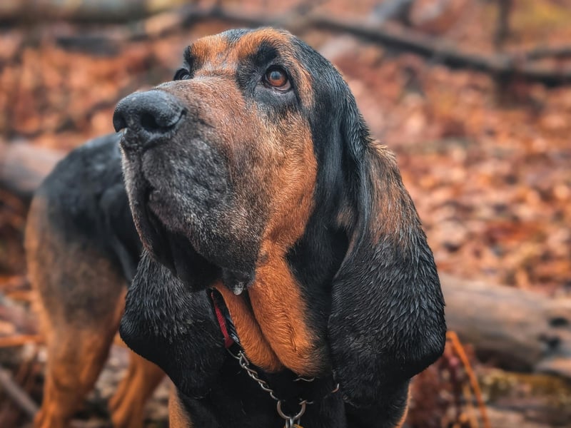 Bloodhounds are adorable and good-natured dogs but their incredible sense of smell can distract them from whatewver you are asking them to do. They can also be lazy, lacking any real motivation to learn. 