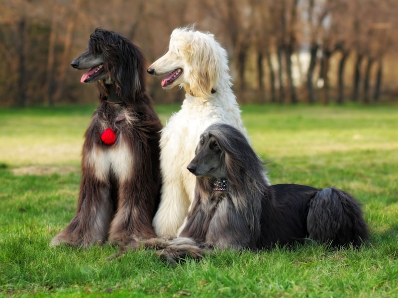 The Afghan hound may be elegant and loving, but it can be a nightmare to train. The American Kennel Club descrives it as "the challenge of training and independent hound" that has a habit of being "aloof". Positive reinforcement (in other words, plenty of treats) is your best chance of getting this breed to sit and stay.