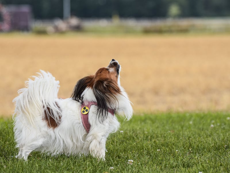 If you are looking for a smaller breed of dog that is easy to train, then the Papillon could be for you - they have quick minds and actively enjoy learning new things. An eagerness to please their owners means that they love being told how good they are.