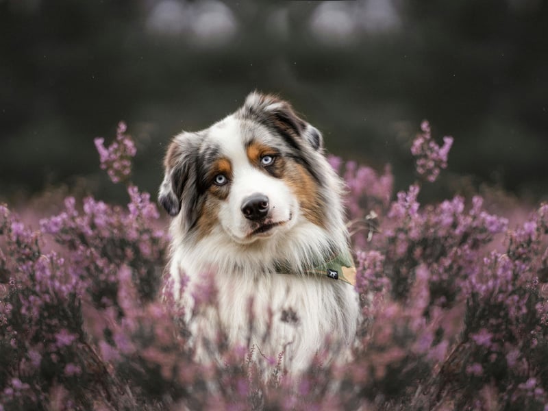 Weirdly enough there's nothing particularly Australian about the Australian Shepherd, which was originally bred in America to herd animals. As is the case with most herding specialists, it's pretty easy to train - just make sure they have enough exercise and stimulation so they don't become frustrated and misbehave. 