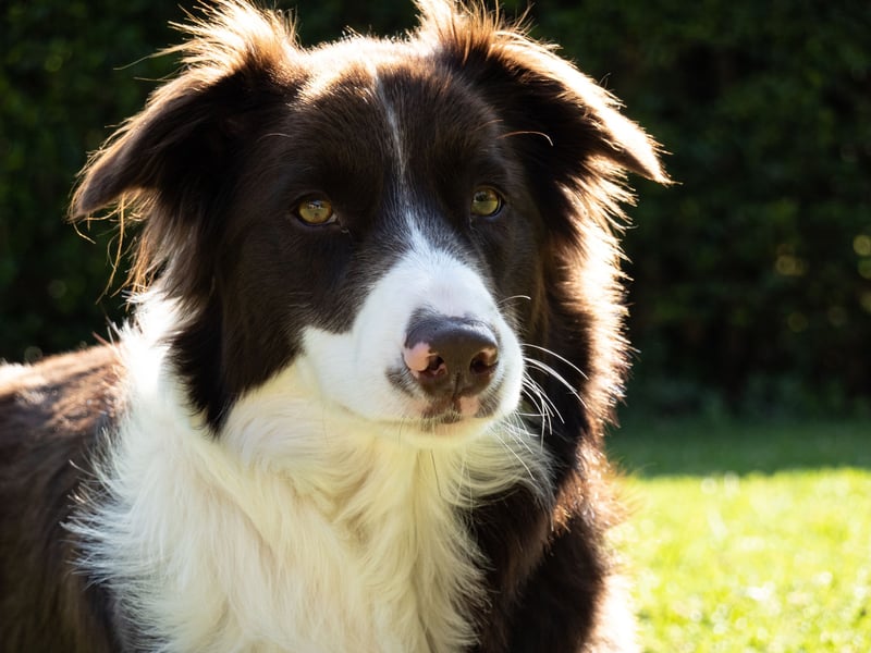 We're starting off with the dogs that sometimes seem to train themselves. There's a reason that Border Collies are a favourite for the tricky business of herding sheep - they are incredibly intelligent (in fact research suggests they are the most clever of all the dog breeds) and learn amazingly fast. Once they've been taught something they just fon't forget.