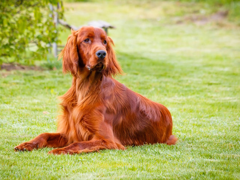 The Irish Setter has such energy levels that it finds it difficult to concentrate on training for more than a short period of time. They also take longer than most breeds to mature, so will also retain their puppish naughtiness for longer. 