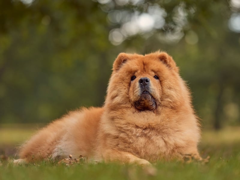 Chow Chows are a very mild-tempered dog, but are another dog described by the American Kennel Club as "aloof". So they'll always be very pleasant about ignoring every word you say. 
