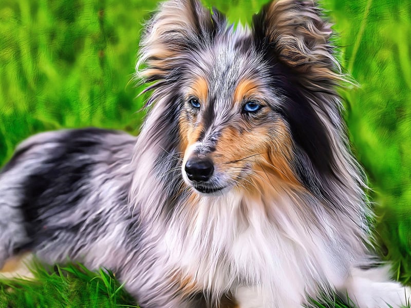 The Shetland Sheepdog is another dog that has been bred to herd sheep, meaning teaching it to simply 'sit and stay' should be easy.