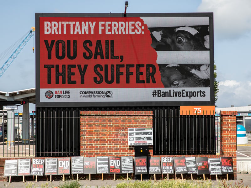 Compassion in World Farming campaigners gathered at the port outside Brittany Ferries to urge the company to reverse its decision to resume the live export of farmed animals from Ireland to France after a 30-year hiatus. 


Picture: Karen Bornhoft