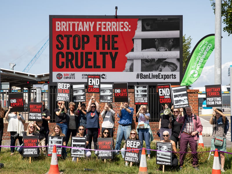 Compassion in World Farming campaigners gathered at the port outside Brittany Ferries to urge the company to reverse its decision to resume the live export of farmed animals from Ireland to France after a 30-year hiatus. 


Picture: Karen Bornhoft