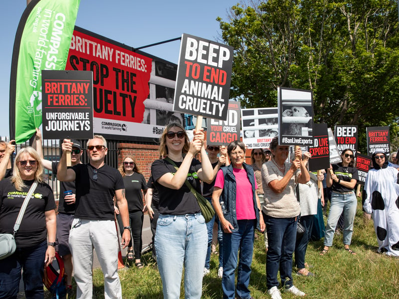Compassion in World Farming campaigners gathered at the port outside Brittany Ferries to urge the company to reverse its decision to resume the live export of farmed animals from Ireland to France after a 30-year hiatus. 


Picture: Karen Bornhoft