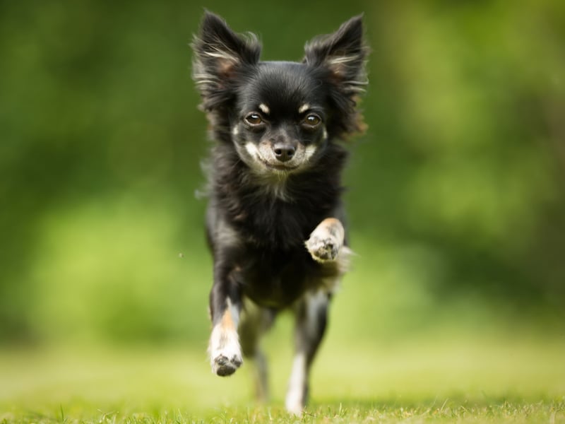 When you're as tiny as a Chihuahua it's perhaps not surprising that you feel the need to stamp your authority on situations. This can result in the tiny pups being both noisy and nippy - traits that need to be dealt with early in life or they may become permanent.