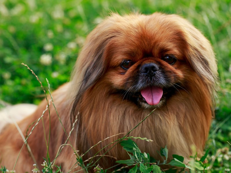 Beloved as classic lapdog and companion dog - they were first bred as such by members of Chinese royalty - the Pekingese is very territorial and may nip if they feel crowded or threatened. If you aren't a familiar face, you probably don't want to risk picking up a Pekingese. 