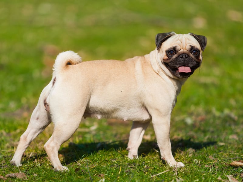Biting simply isn't in a Pug's nature, prefering to be vocal rather than nibbling. These adorable pooches are more likely to deafen you with barking than snap.