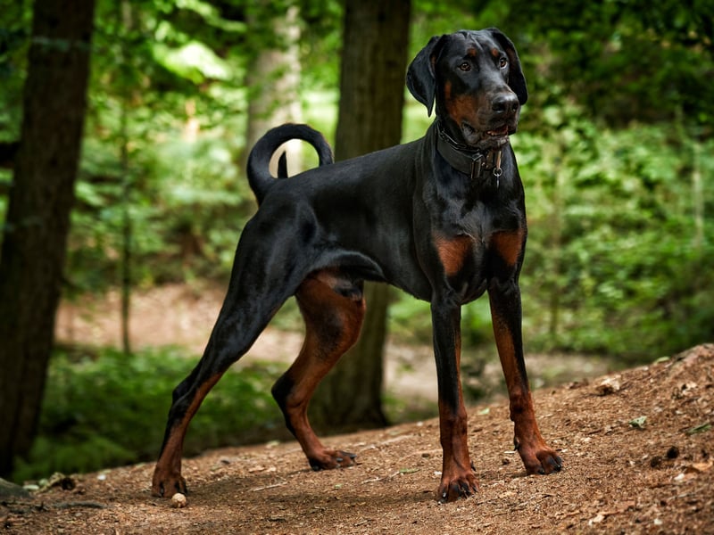 The Dobermann - or Doberman Pinscher - is a natural born alert guard dog. It means that they are hard-wired to bite if they perceive there to be a threat to their territory and their owners. That's great if there is actually a threat, but the key is to train hem to ensure they never bite inappropriately. It's one of the reasons that these dogs don't make great pets for inexperienced owners - you really need to know what you are doing when it comes to these pups.