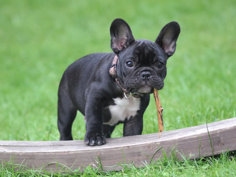 The Bulldog's smaller continental cousin is just as easygoing, if not quite as extraordinarily lazy. The French Bulldog generally doesn't have an aggressive bone in its body and, even if they can occasionally be somewhat stubbon, they are highly unlikely to snap or nip. 