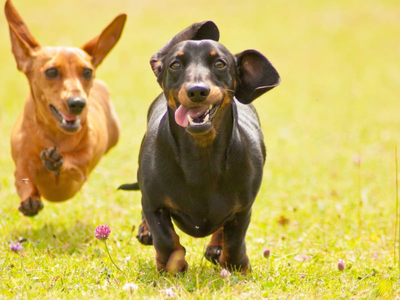 Even the most dedicated of Dachshund fans might be prepared to admit that these pups can be fairly 'unpredictable'. Strong-willed and delightfully naughty, the sausage dog is often a culprit when it comes to delivering a nip - it's hardly going to be life-threatening though, and they might at least pretend to be sorry (before doing it again). 