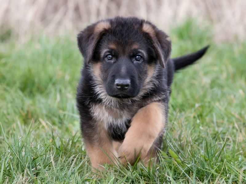 The German Shepherd is one of the world's most useful dogs - being used as everything from guard dogs to drug detection dogs by police forces and armies around the world. One of the attributes that makes them good at these tasks is that they are willing to bite if required - for instance to stop a criminal. Inevitably a dog will occasionally make a mistake and bite someone in a way that is not acceptable.