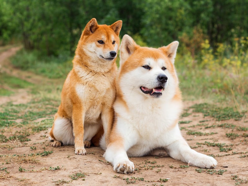 Originally from the mountains of northern Japan, the Akita was bred originally to act as both guard dogs and to hunt bears - so these are dogs that can hold their own in a fight. Fiecely protective of their family, they can lash out with a powerful bite if they perceive there to be a threat.