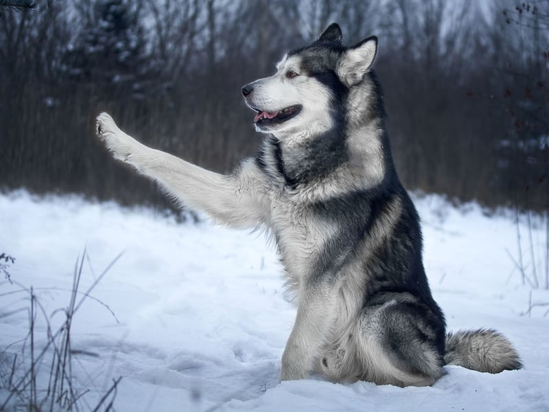 Similar to their Husky close cousins, who we have already met on this list, Malamutes are strong-willed and may bite if they feel threatened or provoked. They need consistent training and a confident handler.