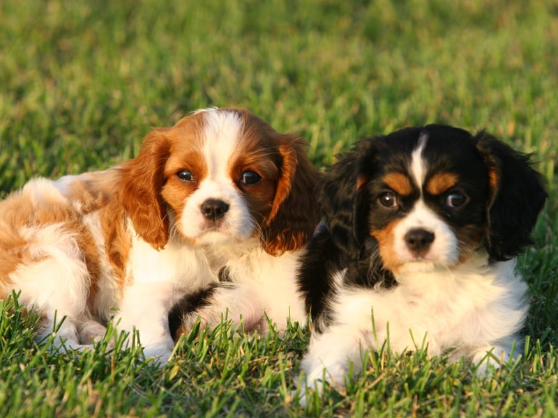 When it comes to the Cavalier King Charles Spaniel, the main motivation is an overriding eagerness to please its owners. Even if one of these beautiful dogs does have a wee nip, when it realises it has displeased its owners, it's unlikely to do it again because it will feel so guilty about it.