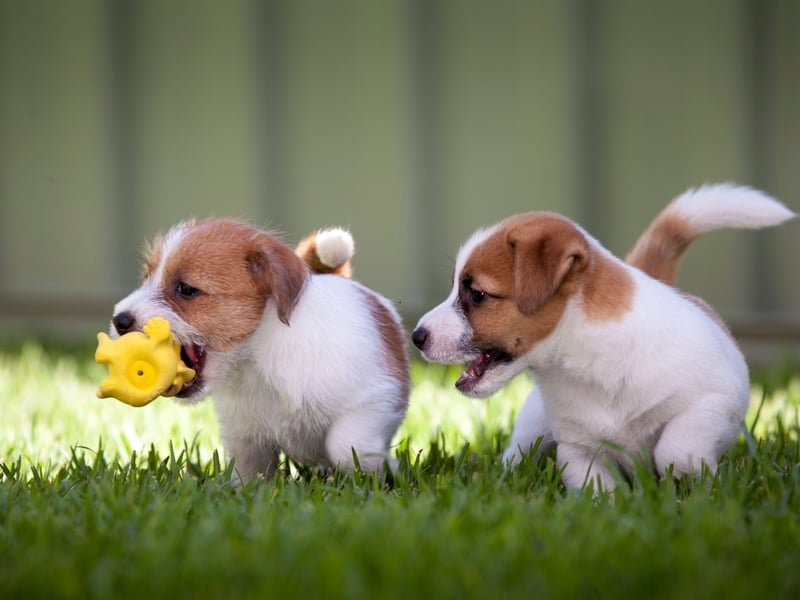 We're starting with the dog breeds that are most likely to bite. It may surprise some that the Jack Russell Terrier is the dog most likely to nip at a human. These popular small dogs were originally bred to hunt and kill rats and other vermin, so giving chase and biting are very much in their DNA - although can be minimised with training.