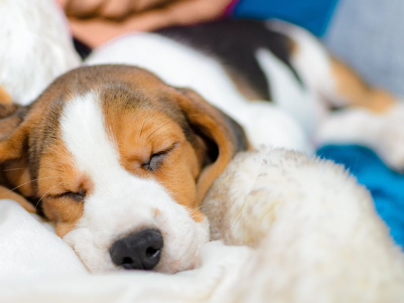 The Beagle is a classic example of a dog breed that isn't necessarily the most obedient of breeds but is still unlikely to bite. These mischievous hounds can be a nightmare to train, often try to escape and may get into numerous scrapes and adventures. They have an utter lack of malice though, meaning your favourite pair of shoes are at more risk than any person they meet. 