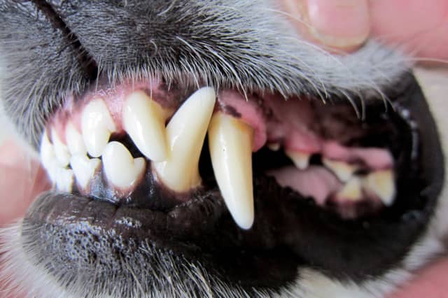 All breeds of dog have powerful jaws and are capable of delivering a painful bite.