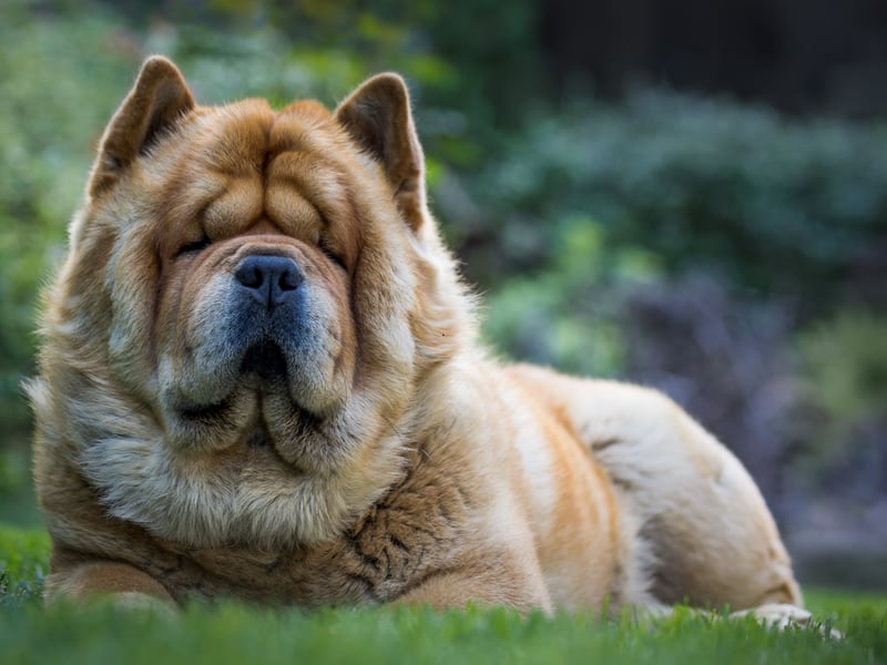 The Chow Chow is a fiercely loyal and protective dog, meaning that there's no danger of their owner getting a bite. Issues can arrive when they think their owner is being threatened, or simply if they take against a stranger, leading to a chance of a bite. It means they should be kept under strict control all the time. 