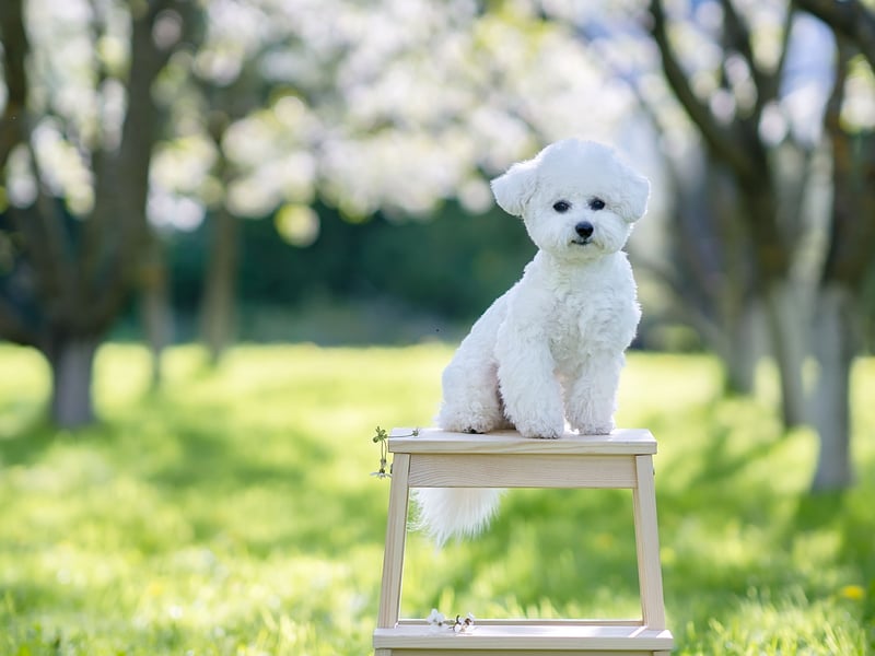 A surprising number of the so-called lapdog breeds of small dog have a nipping problem, but not the Bichon Frise. The only damage they threaten to do it to cut off the circulation in your legs from cuddling up on top of you for too long.