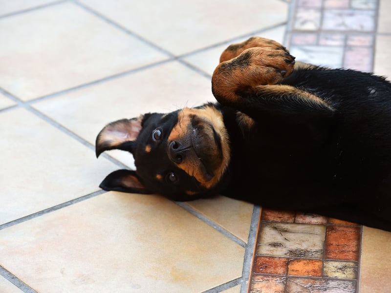 Another dog designed to herd and protect, the Rottweiler sometimes gets a largely undeserved reputation for being aggressive. Most Rottweilers are very gentle dogs, but if they are not trained properly they can have a dangerous habit of lashing out in self defence when the actual threat level is small.