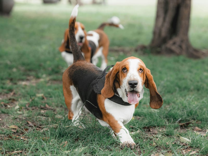Biting takes energy, and if there is one dog that loves to preserve energy wherever possible it's the chilled Basset Hound. These dogs love to follow a scent trail, but their noses are way more active than their jaws.