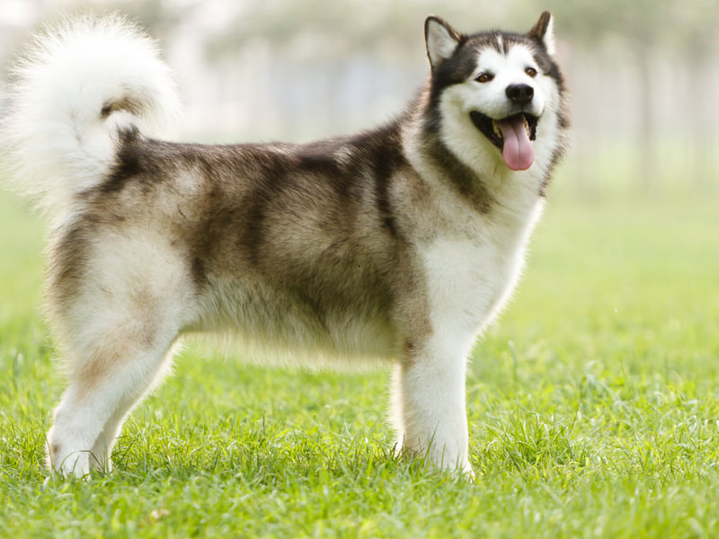 Moving on to the pooches that are less suitable for families. Alaskan Malamutes are a great choice for people who like taking plenty of exercise with their pets, but they get bored easily and then have a tendancy to play rough. They are also very possessive over their food, which is something a young child may find hard to understand.
