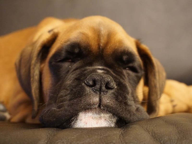 Energetic and loving, Boxers are natural protectors who adore children. Their goofy personalities and loyalty make them super-fun family members, and they’re always up for active play with pretty much anybody.
