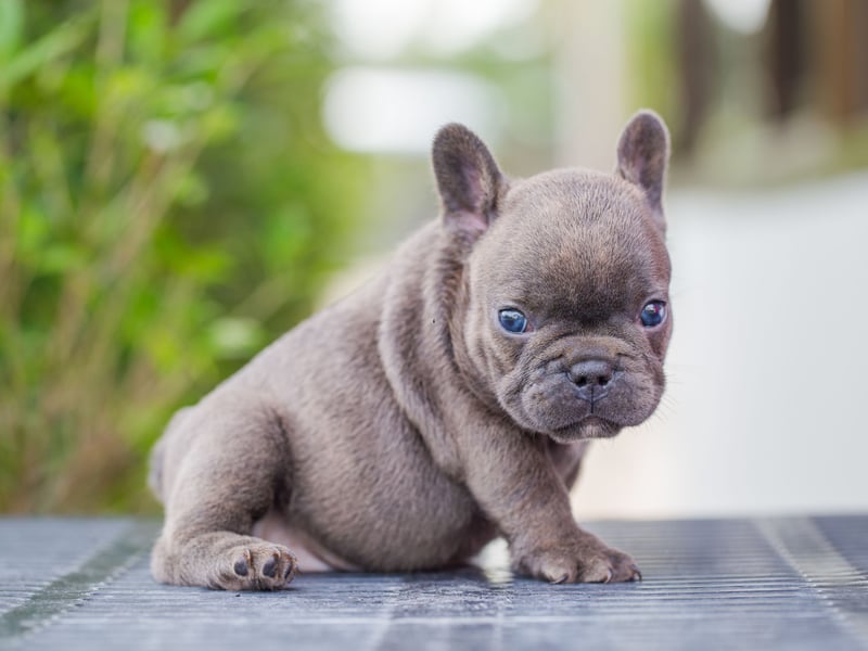 The second most popular dog in the UK, the French Bulldog, is also one of the best for families. They are playful, smart, cuddly, adaptable, and don't need a huge amount of exercise. 