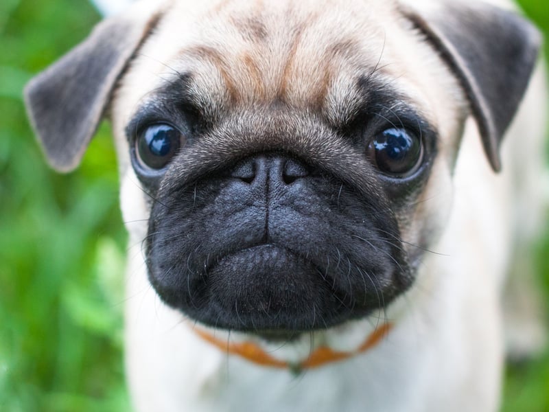 Pugs are known to have a special affinity with children and are likely to become best buddies with the youngest member of the family within a wag of a tail. They are eager to please, easy to train, and very loving. 