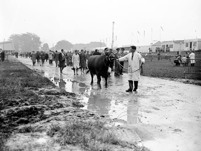 One of the competitors being led into the Royal Highland Show.