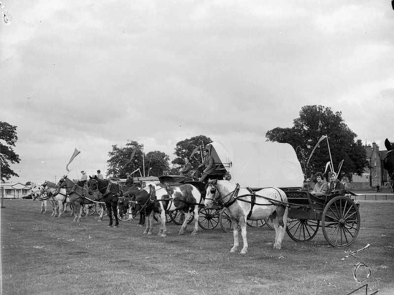 St Cuthberts Co-op milk horses and carriages at the Royal Highland Show.